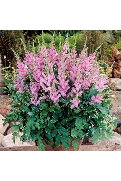 Астильба китайська 